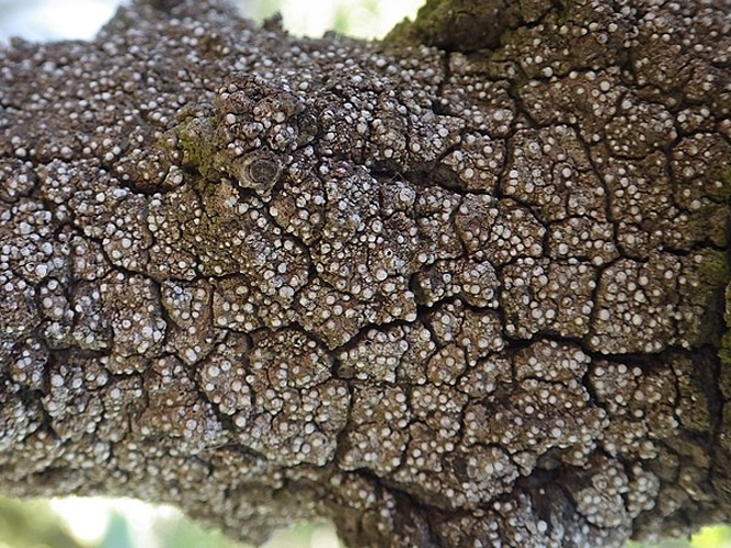 Thelopsis isiaca &copy; This image was created by user <a rel="nofollow" class="external text" href="https://mushroomobserver.org/observer/show_user/2250">zaca</a> at <a rel="nofollow" class="external text" href="https://mushroomobserver.org">Mushroom Observer</a>, a source for mycological images.<br>You can contact this user <a rel="nofollow" class="external text" href="https://mushroomobserver.org/observer/ask_user_question/2250">here</a>.