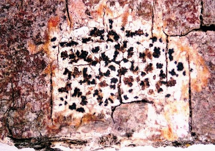 Arthonia radiata &copy; <a href="//commons.wikimedia.org/w/index.php?title=User:Ed_Uebel&amp;action=edit&amp;redlink=1" class="new" title="User:Ed Uebel (page does not exist)">Ed Uebel</a>