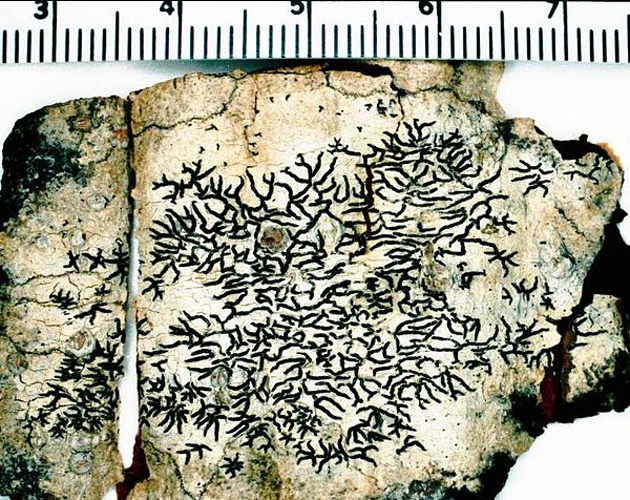 Graphis scripta © <a href="//commons.wikimedia.org/w/index.php?title=User:Ed_Uebel&amp;action=edit&amp;redlink=1" class="new" title="User:Ed Uebel (page does not exist)">Ed Uebel</a>