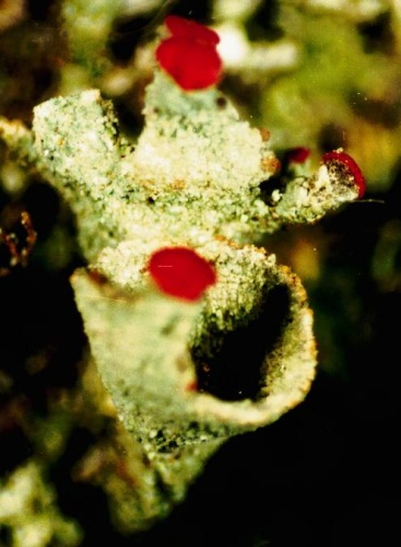 Cladonia pleurota © <a href="//commons.wikimedia.org/w/index.php?title=User:Ed_Uebel&amp;action=edit&amp;redlink=1" class="new" title="User:Ed Uebel (page does not exist)">Ed Uebel</a>