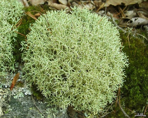 Cladonia uncialis © <a rel="nofollow" class="external text" href="https://www.flickr.com/people/7147684@N03">Jason Hollinger</a>