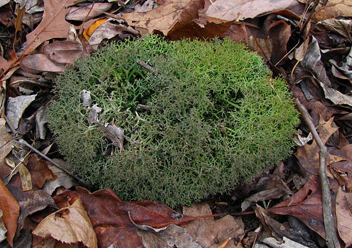 Cladonia furcata &copy; Dan Molter (shroomydan)