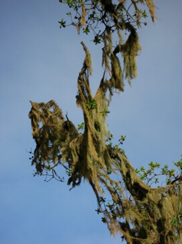 Usnea barbata © Claude Humbert