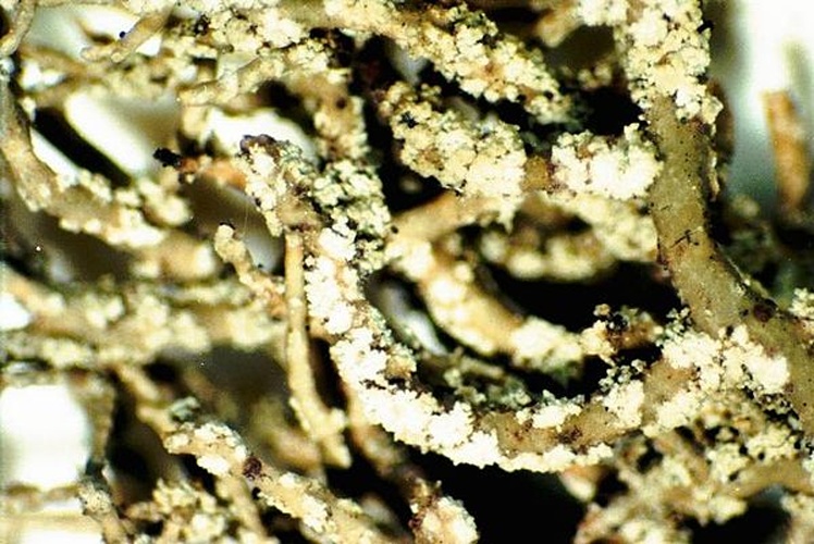 Usnea hirta &copy; <a href="//commons.wikimedia.org/w/index.php?title=User:Ed_Uebel&amp;action=edit&amp;redlink=1" class="new" title="User:Ed Uebel (page does not exist)">Ed Uebel</a>