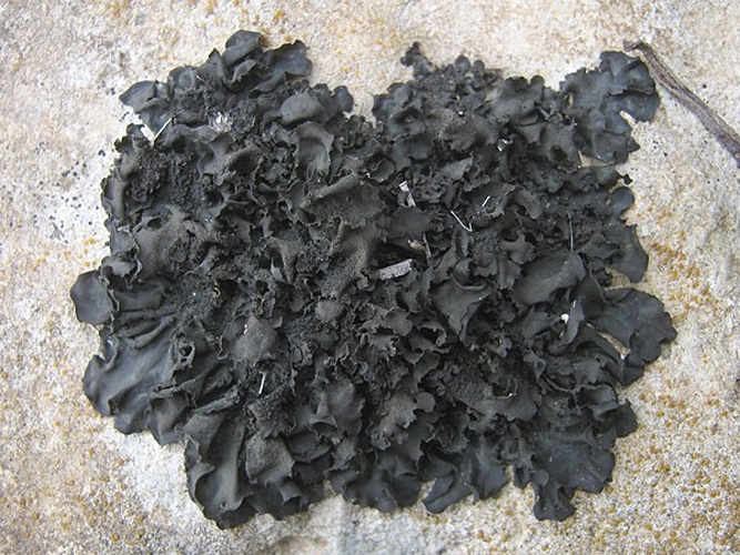 Collema flaccidum &copy; This image was created by user <a rel="nofollow" class="external text" href="https://mushroomobserver.org/observer/show_user/2250">zaca</a> at <a rel="nofollow" class="external text" href="https://mushroomobserver.org">Mushroom Observer</a>, a source for mycological images.<br>You can contact this user <a rel="nofollow" class="external text" href="https://mushroomobserver.org/observer/ask_user_question/2250">here</a>.