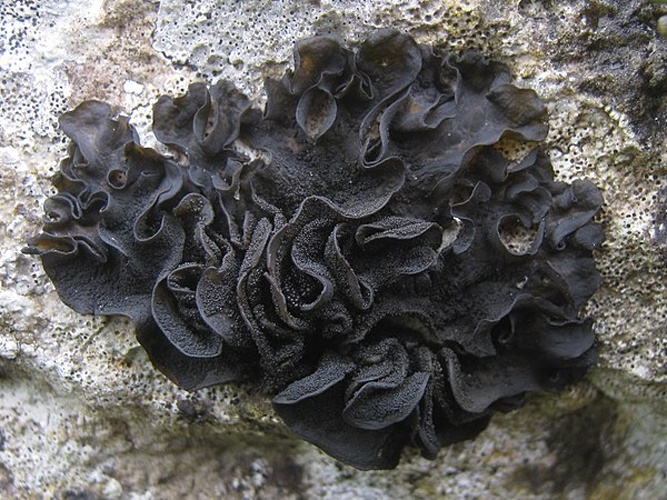 Collema subflaccidum &copy; This image was created by user <a rel="nofollow" class="external text" href="https://mushroomobserver.org/observer/show_user/2250">zaca</a> at <a rel="nofollow" class="external text" href="https://mushroomobserver.org">Mushroom Observer</a>, a source for mycological images.<br>You can contact this user <a rel="nofollow" class="external text" href="https://mushroomobserver.org/observer/ask_user_question/2250">here</a>.