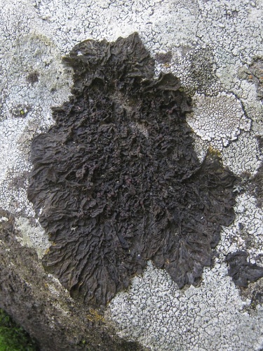 Collema subnigrescens © This image was created by user <a rel="nofollow" class="external text" href="https://mushroomobserver.org/observer/show_user/2250">zaca</a> at <a rel="nofollow" class="external text" href="https://mushroomobserver.org">Mushroom Observer</a>, a source for mycological images.<br>You can contact this user <a rel="nofollow" class="external text" href="https://mushroomobserver.org/observer/ask_user_question/2250">here</a>.