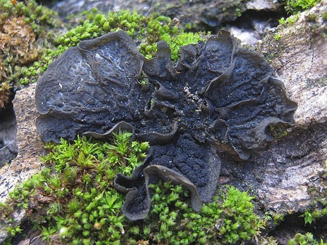 Collema furfuraceum &copy; This image was created by user <a rel="nofollow" class="external text" href="https://mushroomobserver.org/observer/show_user/2250">zaca</a> at <a rel="nofollow" class="external text" href="https://mushroomobserver.org">Mushroom Observer</a>, a source for mycological images.<br>You can contact this user <a rel="nofollow" class="external text" href="https://mushroomobserver.org/observer/ask_user_question/2250">here</a>.