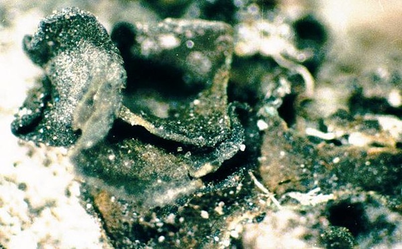 Collema undulatum © <a href="//commons.wikimedia.org/w/index.php?title=User:Ed_Uebel&amp;action=edit&amp;redlink=1" class="new" title="User:Ed Uebel (page does not exist)">Ed Uebel</a>