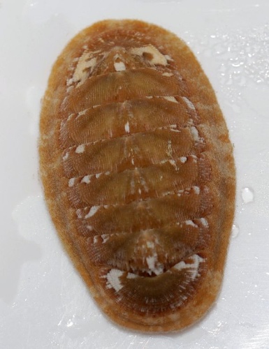 Chiton olivaceus © <a href="//commons.wikimedia.org/wiki/User:Tigerente" title="User:Tigerente">Tigerente</a>