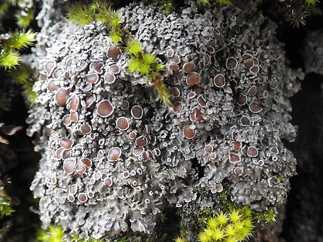 Pannaria rubiginosa © This image was created by user <a rel="nofollow" class="external text" href="https://mushroomobserver.org/observer/show_user/2250">zaca</a> at <a rel="nofollow" class="external text" href="https://mushroomobserver.org">Mushroom Observer</a>, a source for mycological images.<br>You can contact this user <a rel="nofollow" class="external text" href="https://mushroomobserver.org/observer/ask_user_question/2250">here</a>.