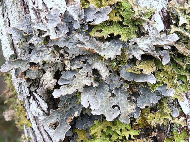 Lobaria scrobiculata © <a href="//commons.wikimedia.org/w/index.php?title=User:Richtid&amp;action=edit&amp;redlink=1" class="new" title="User:Richtid (page does not exist)">Richtid</a>