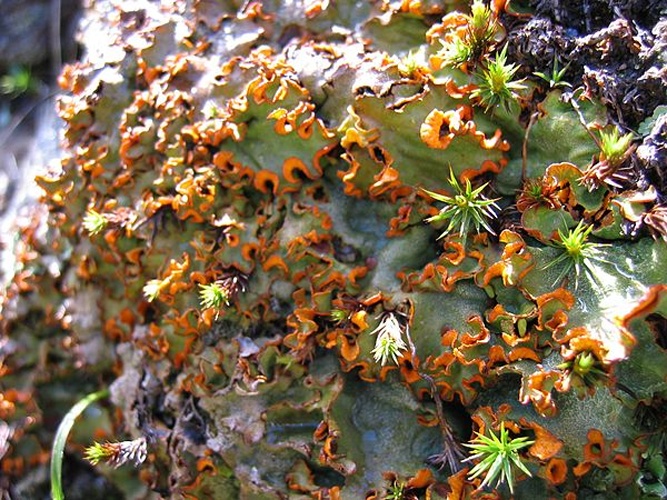 Solorina crocea &copy; 