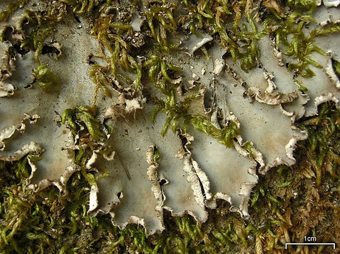 Peltigera degenii © This image was created by user <a rel="nofollow" class="external text" href="https://mushroomobserver.org/observer/show_user/252">Jason Hollinger (jason)</a> at <a rel="nofollow" class="external text" href="https://mushroomobserver.org">Mushroom Observer</a>, a source for mycological images.<br>You can contact this user <a rel="nofollow" class="external text" href="https://mushroomobserver.org/observer/ask_user_question/252">here</a>.