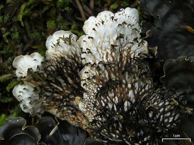 Peltigera horizontalis &copy; <a rel="nofollow" class="external text" href="https://www.flickr.com/people/7147684@N03">Jason Hollinger</a>