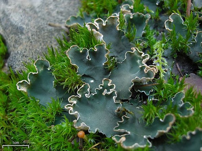 Peltigera malacea © This image was created by user <a rel="nofollow" class="external text" href="https://mushroomobserver.org/observer/show_user/252">Jason Hollinger (jason)</a> at <a rel="nofollow" class="external text" href="https://mushroomobserver.org">Mushroom Observer</a>, a source for mycological images.<br>You can contact this user <a rel="nofollow" class="external text" href="https://mushroomobserver.org/observer/ask_user_question/252">here</a>.