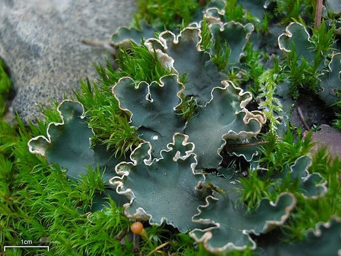 Peltigera malacea &copy; This image was created by user <a rel="nofollow" class="external text" href="https://mushroomobserver.org/observer/show_user/252">Jason Hollinger (jason)</a> at <a rel="nofollow" class="external text" href="https://mushroomobserver.org">Mushroom Observer</a>, a source for mycological images.<br>You can contact this user <a rel="nofollow" class="external text" href="https://mushroomobserver.org/observer/ask_user_question/252">here</a>.