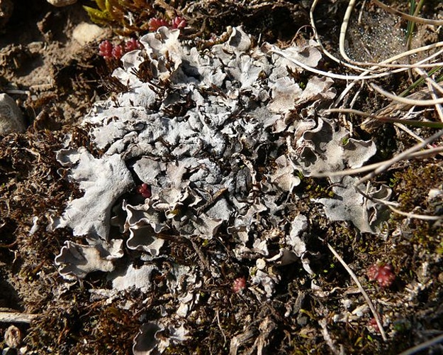 Peltigera rufescens © <a href="//commons.wikimedia.org/wiki/User:BerndH" title="User:BerndH">Bernd Haynold</a>