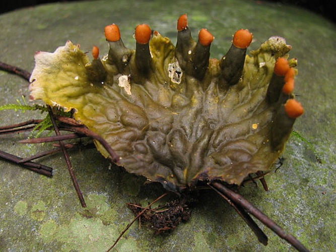 Peltigera membranacea © This image was created by user <a rel="nofollow" class="external text" href="https://mushroomobserver.org/observer/show_user/746">Ryane Snow (snowman)</a> at <a rel="nofollow" class="external text" href="https://mushroomobserver.org">Mushroom Observer</a>, a source for mycological images.<br>You can contact this user <a rel="nofollow" class="external text" href="https://mushroomobserver.org/observer/ask_user_question/746">here</a>.