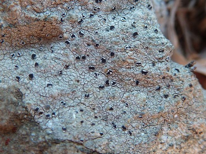 Trapelia coarctata © <a href="//commons.wikimedia.org/wiki/User:Jymm" title="User:Jymm">Jymm</a>