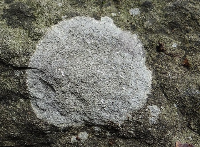 Porpidia tuberculosa © Jerzy Opioła