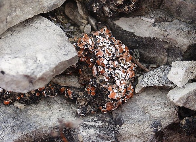 Psora decipiens &copy; <a href="//commons.wikimedia.org/wiki/User:BerndH" title="User:BerndH">Bernd Haynold</a>