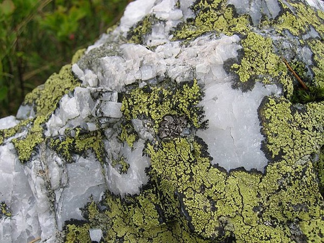 Map lichen © <a href="//commons.wikimedia.org/wiki/User:Tigerente" title="User:Tigerente">User:Tigerente</a>