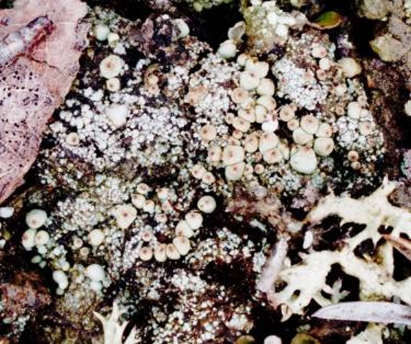 Pycnothelia papillaria &copy; 