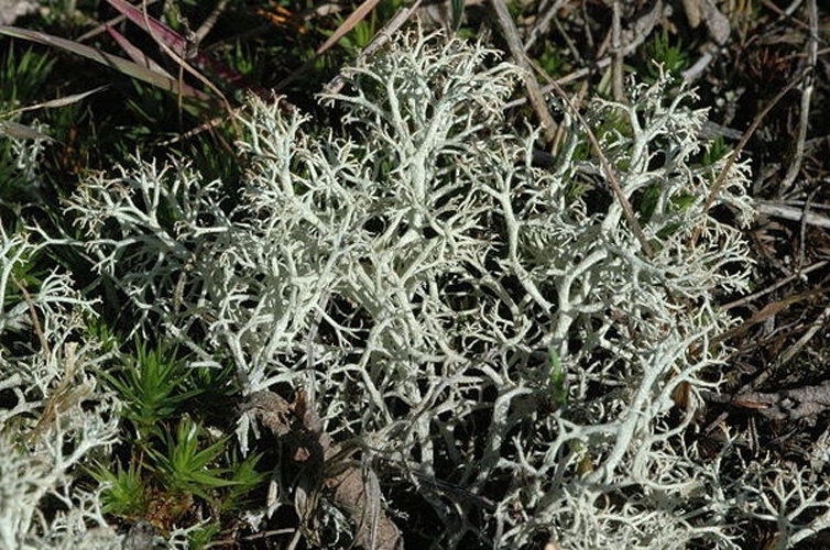 Cladonia ciliata © James K. Lindsey