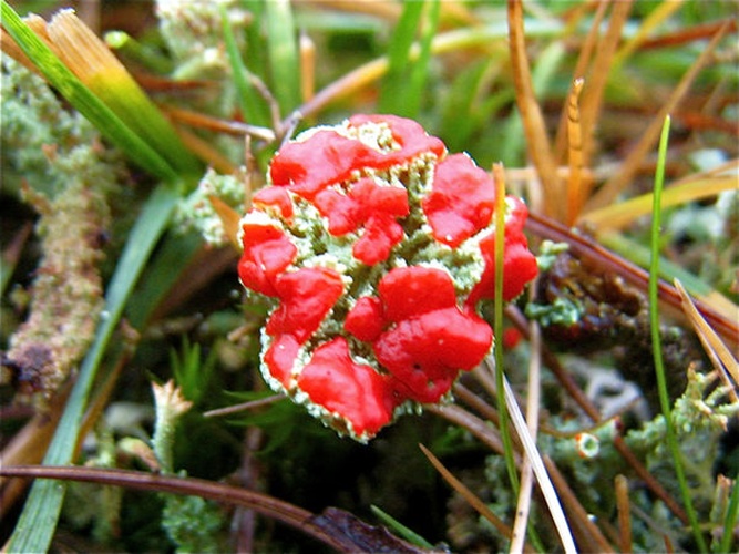 Cladonia bellidiflora &copy; <a rel="nofollow" class="external text" href="https://www.geograph.org.uk/profile/6287">Martyn Gorman</a>