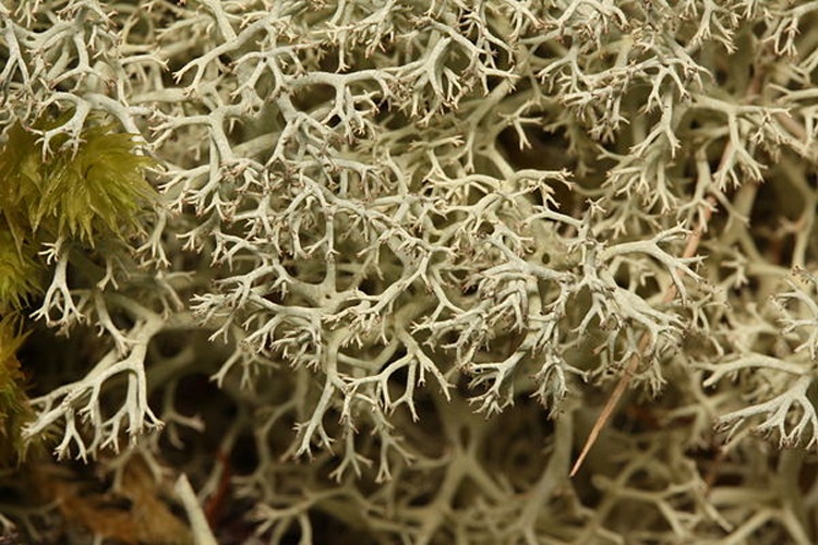 Cladonia portentosa © <a href="//commons.wikimedia.org/wiki/User:Wsiegmund" title="User:Wsiegmund">Walter Siegmund</a> <a href="//commons.wikimedia.org/wiki/User_talk:Wsiegmund" title="User talk:Wsiegmund">(talk)</a>