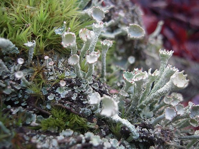 Cladonia digitata &copy; <a href="//commons.wikimedia.org/wiki/User:J.claude" title="User:J.claude">J.claude</a>