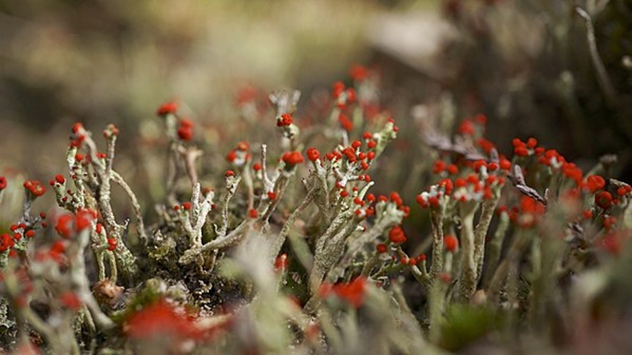 Cladonia floerkeana © <a rel="nofollow" class="external text" href="https://www.flickr.com/people/76592037@N00">Ian Kirk</a> from Broadstone, Dorset, UK