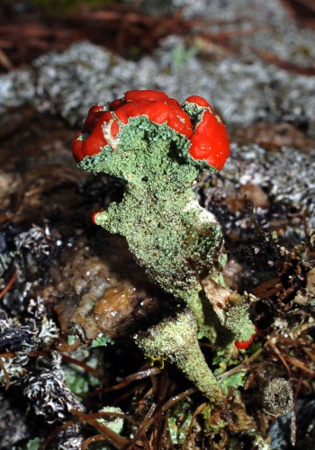 Cladonia coccifera &copy; <a href="//commons.wikimedia.org/wiki/User:Tigerente" title="User:Tigerente">Tigerente</a>