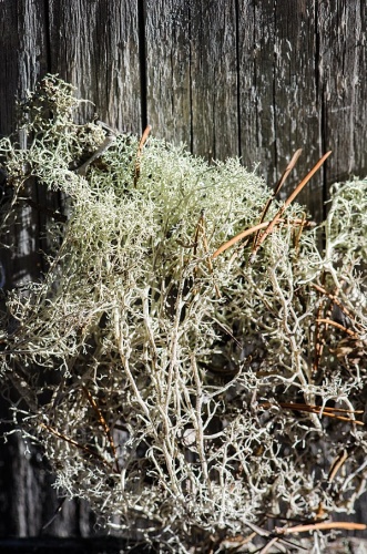 Cladonia crispata © <a rel="nofollow" class="external text" href="https://www.flickr.com/people/78425154@N00">Franco Folini</a> from San Francisco, USA