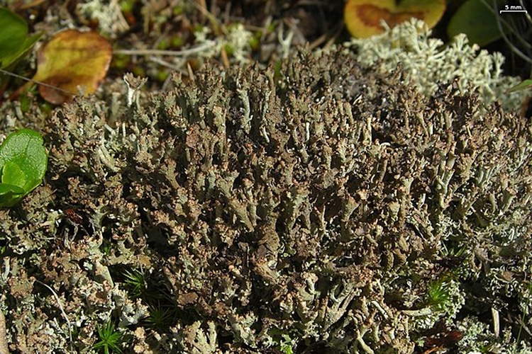 Cladonia phyllophora &copy; <a rel="nofollow" class="external text" href="https://www.flickr.com/people/7147684@N03">Jason Hollinger</a>