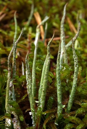 Cladonia cornuta © <a href="//commons.wikimedia.org/wiki/User:Kulmalukko" title="User:Kulmalukko">Tiia Monto</a>