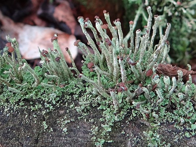 Cladonia ochrochlora © <a href="//commons.wikimedia.org/wiki/User:Selso" title="User:Selso">Jerzy Opioła</a>