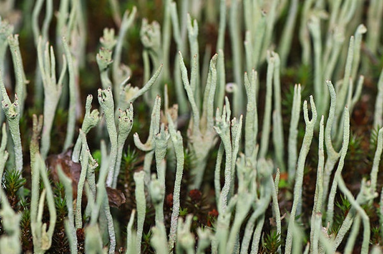 Cladonia subulata © <a href="//commons.wikimedia.org/wiki/User:Fice" title="User:Fice">Christian Fischer</a>