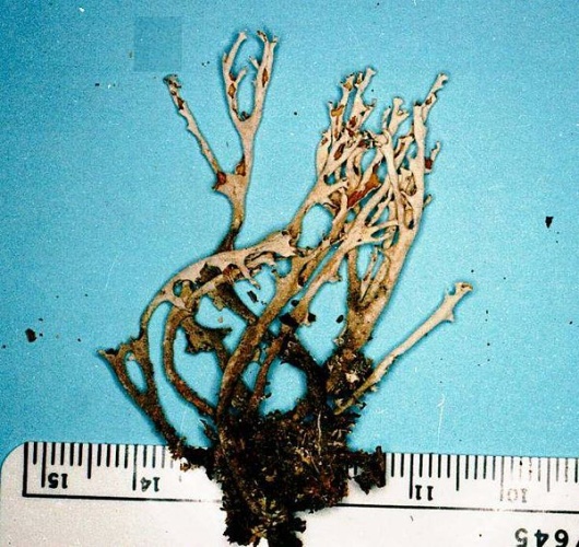 Cladonia cenotea &copy; <a href="//commons.wikimedia.org/w/index.php?title=User:Ed_Uebel&amp;action=edit&amp;redlink=1" class="new" title="User:Ed Uebel (page does not exist)">Ed Uebel</a>