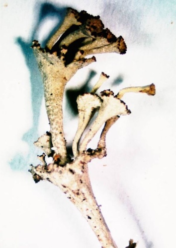 Cladonia cervicornis © <a href="//commons.wikimedia.org/w/index.php?title=User:Ed_Uebel&amp;action=edit&amp;redlink=1" class="new" title="User:Ed Uebel (page does not exist)">Ed Uebel</a>