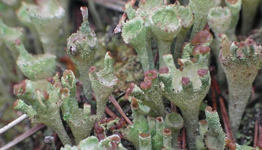 Cladonia pyxidata &copy; <a href="//commons.wikimedia.org/w/index.php?title=User:ErwinMeier&amp;action=edit&amp;redlink=1" class="new" title="User:ErwinMeier (page does not exist)">ErwinMeier</a>