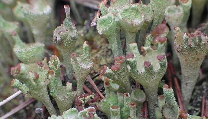 Cladonia pyxidata © <a href="//commons.wikimedia.org/w/index.php?title=User:ErwinMeier&amp;action=edit&amp;redlink=1" class="new" title="User:ErwinMeier (page does not exist)">ErwinMeier</a>