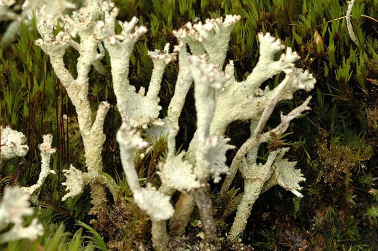 Cladonia chlorophaea &copy; James K. Lindsey