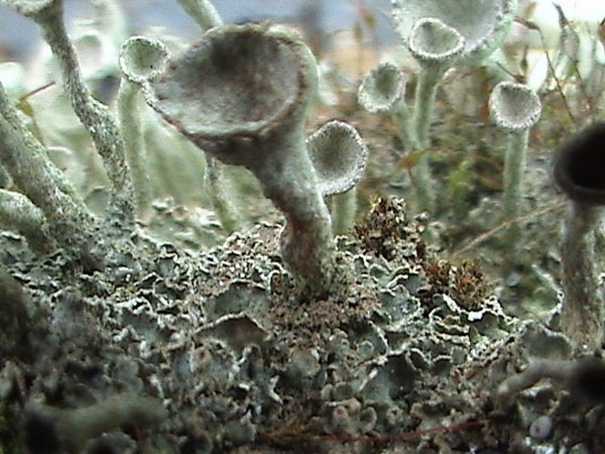 Cladonia fimbriata © Mareike Hummert (<a href="https://de.wikipedia.org/wiki/Benutzer:Kampfzwerg:-)" class="extiw" title="de:Benutzer:Kampfzwerg:-)">Kampfzwerg:-)</a>)