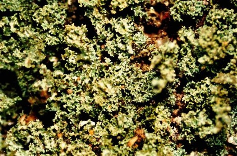 Cladonia parasitica &copy; <a href="//commons.wikimedia.org/w/index.php?title=User:Ed_Uebel&amp;action=edit&amp;redlink=1" class="new" title="User:Ed Uebel (page does not exist)">Ed Uebel</a>