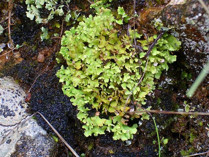 Cladonia foliacea © <a href="//commons.wikimedia.org/wiki/User:Javier_martin" title="User:Javier martin">Javier martin</a>