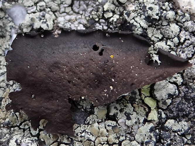 Umbilicaria polyphylla &copy; <a href="//commons.wikimedia.org/wiki/User:Selso" title="User:Selso">Jerzy Opioła</a>