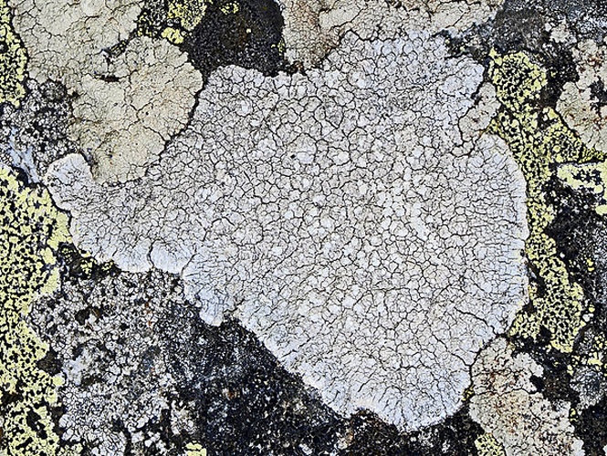 Pertusaria lactea &copy; <a href="//commons.wikimedia.org/wiki/User:Hectonichus" title="User:Hectonichus">Hectonichus</a>