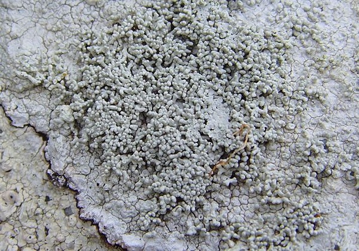Pertusaria corallina &copy; <a href="//commons.wikimedia.org/wiki/User:Jymm" title="User:Jymm">Jymm</a>